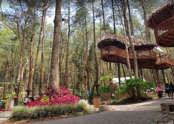 Kopeng Treetop Adventure Park destinasi yang menyajikan keteduhan dan