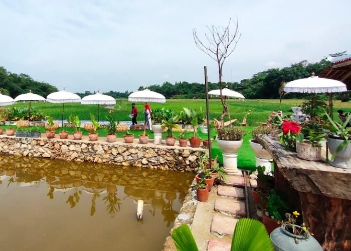 Foto : Angkringan Tepi Sawah Setu ( Gmap / Wempi Saoli )