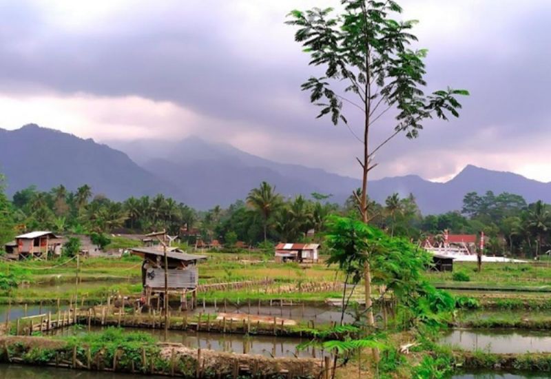 Foto : Kampoeng Banyumili ( Gmap / Dwi Ardhiyanto )