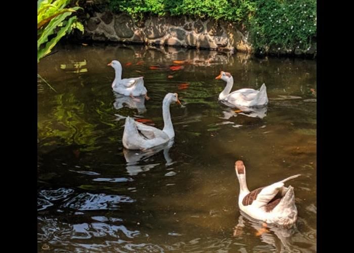 Foto : Dulang Restaurant ( Gmap / Sukoreno Mukti )