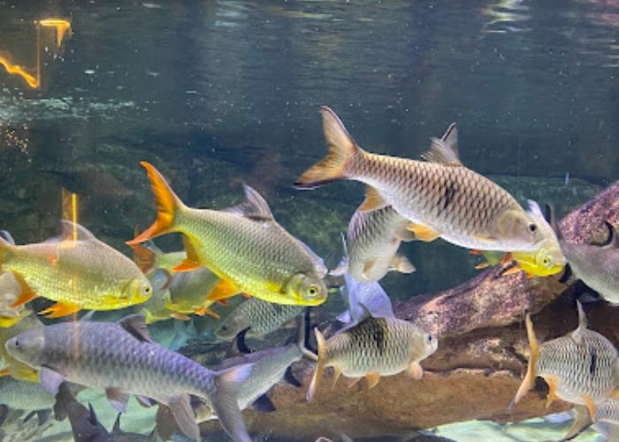 Foto: Jakarta Aquarium ( Gmap /  rifan m fauzi )