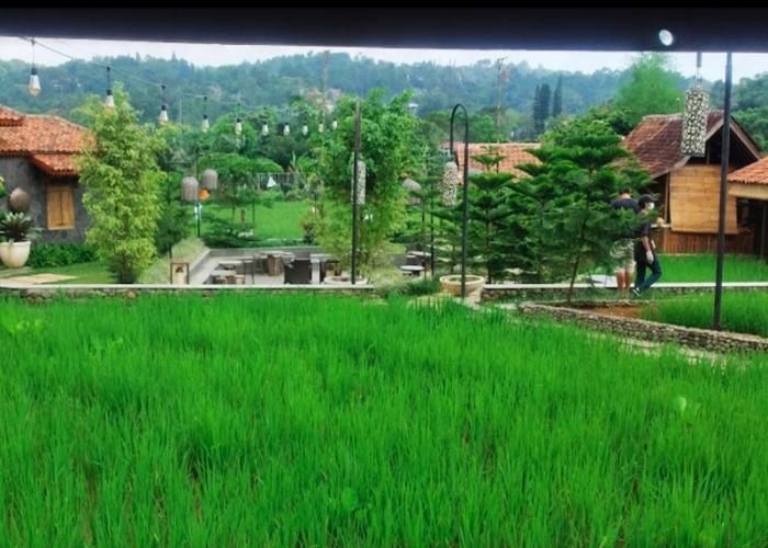 Foto : Ngopi Di Sawah ( Gmap / Rulli Solihin )