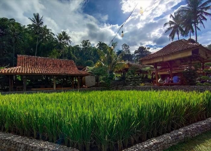 Foto : Ngopi Di Sawah ( Gmap / Taufiq Hidayat )