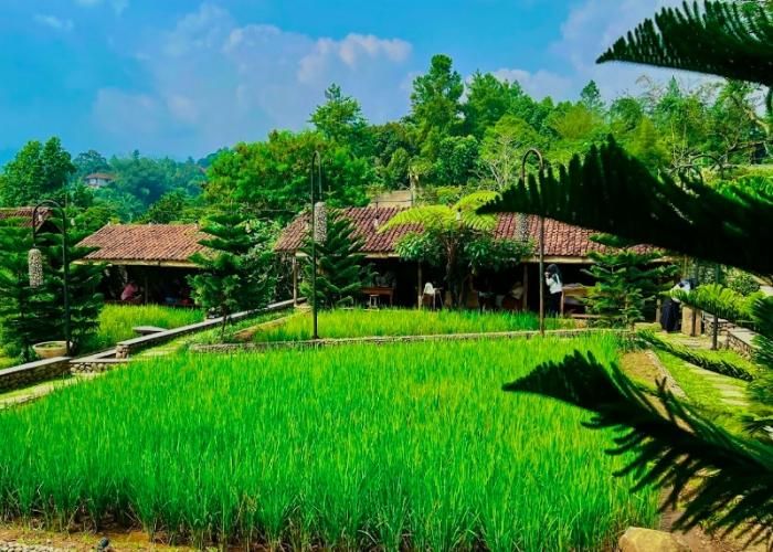 Foto : Ngopi Di Sawah ( Gmap / P S D )