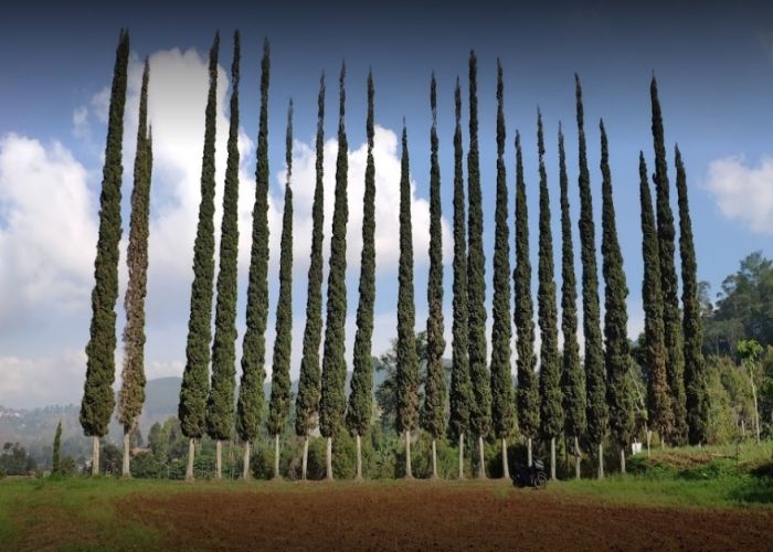 Foto: ORAY TAPA Bandung Heritage ( Gmap / Siti Rezani )