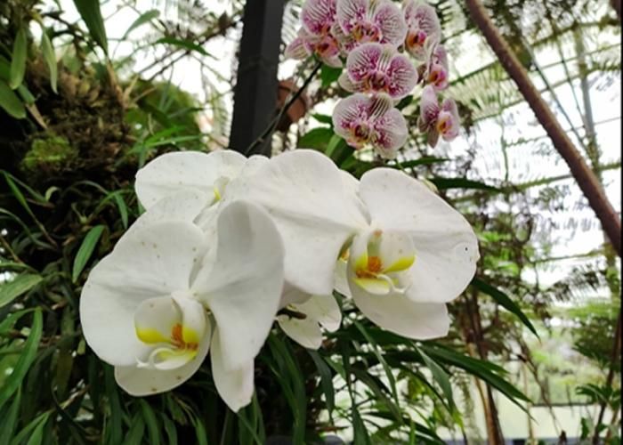 Foto: Orchid Forest Cikole ( Gmap/ Kemal Yusron ) 