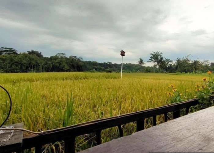 Foto : Teras Menoreh ( Gmap /  Yayang Wijaya)